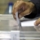 S’obre el període de consulta del Cens Electoral per les eleccions generals del 29N