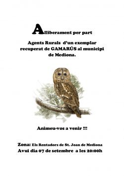 gamarus
