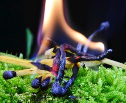 foc